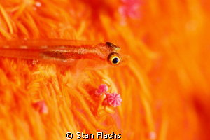 goby on soft coral, 100mm + 10D Subsee by Stan Flachs 